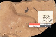 Foto (Detailansicht) von Pinus latoniae Ettingshausen (NHMW-GEO-2024-0188-0338)